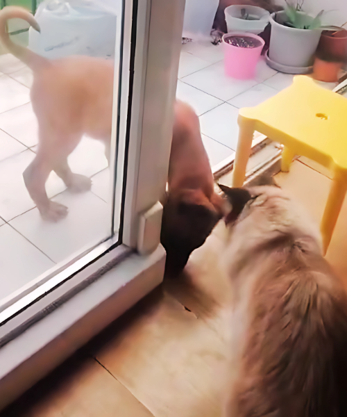 Rencontre entre un chiot malinois et un chat, image complice illustrant l’univers de PapattesBox – box surprise pour chiens et chats ragdoll.