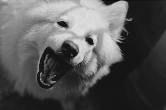 Pourquoi mon chien mord tout le temps ? Les vraies raisons et les solutions efficaces