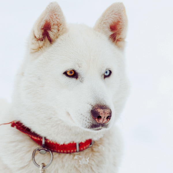 Chien de race husky sibérien au pelage blanc, portant un collier rouge, avec des yeux vairons — un bleu et un ambre — sur fond de neige.