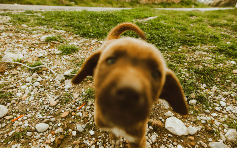 Chiot marron curieux s'approchant de l'objectif, flou de proximité, sur un sol caillouteux avec de l'herbe en arrière-plan.