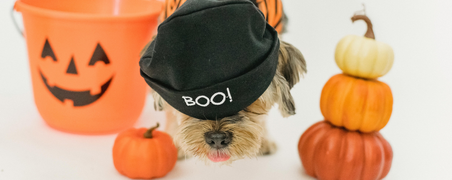 Petit chien portant un bonnet noir marqué « BOO! », entouré de citrouilles d’Halloween, symbole de fête et de complicité automnale.