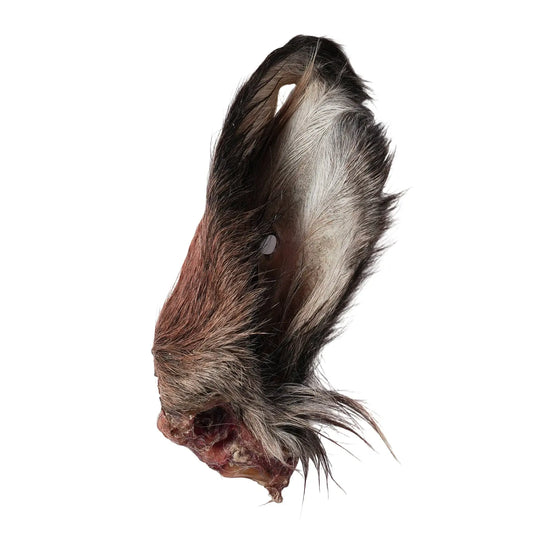 Oreilles de bœuf avec poils – friandises naturelles pour chiens, riches en fibres et idéales pour l’hygiène digestive.