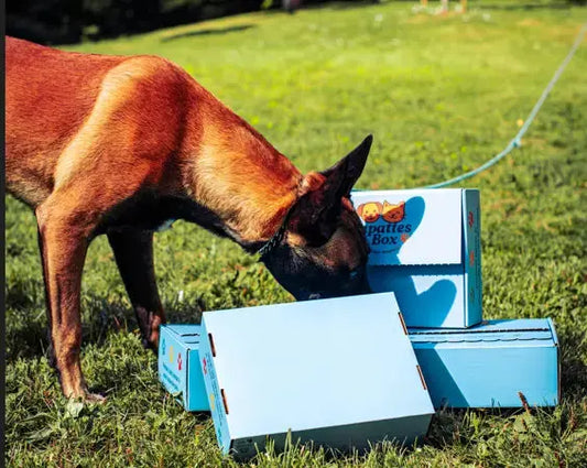 Tapis de fouille chien : deux modèles ludiques à découvrir chez PapattesBox - PapattesBox