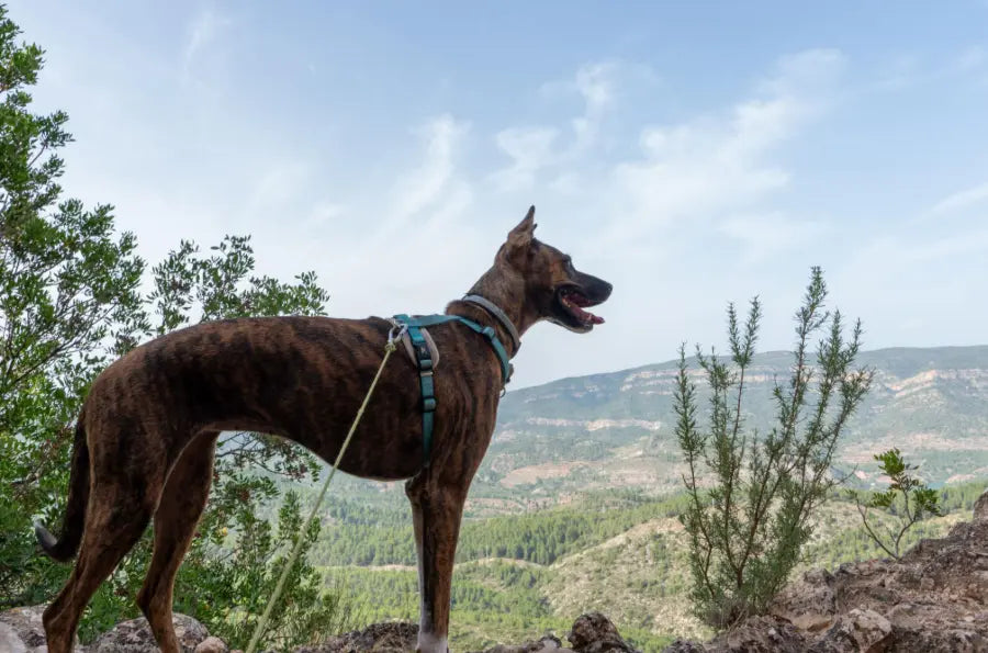 Les races de chiens originaires d’Espagne : histoire, caractère et particularités PapattesBox