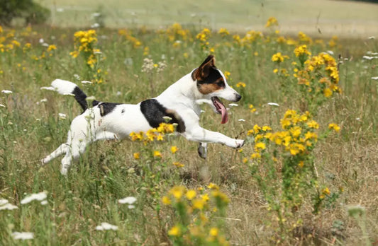 Chien Jack Russell : caractère, besoins et comment le rendre vraiment heureux PapattesBox