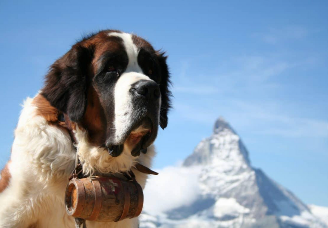 Le Saint-Bernard : le chien légendaire venu de Suisse