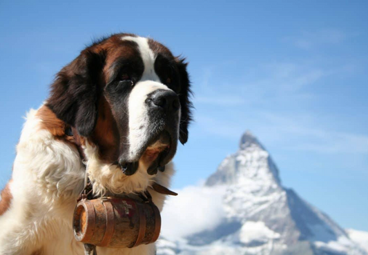 Le Saint-Bernard : le chien légendaire venu de Suisse