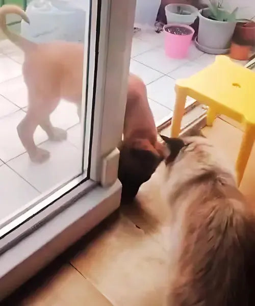 Rencontre entre un chiot malinois et un chat, image complice illustrant l’univers de PapattesBox – box surprise pour chiens et chats ragdoll.