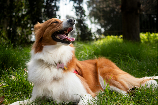Coupe du Monde 2026 : Comment partager la passion du football avec votre chien ou votre chat ? PapattesBox