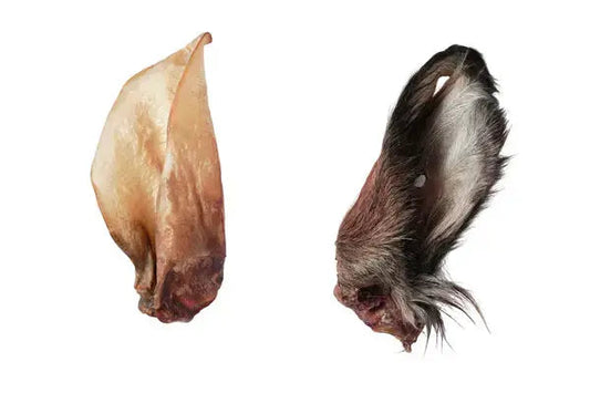 Oreilles de bœuf pour chien : avec poils ou sans poils ? - PapattesBox