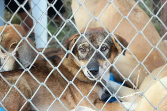 Adopter un animal : un geste d’amour et de responsabilité - PapattesBox – Chien & Chat