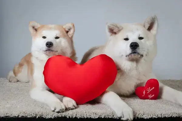 Akitas chien : caractère, éducation, entretien et conseils essentiels PapattesBox