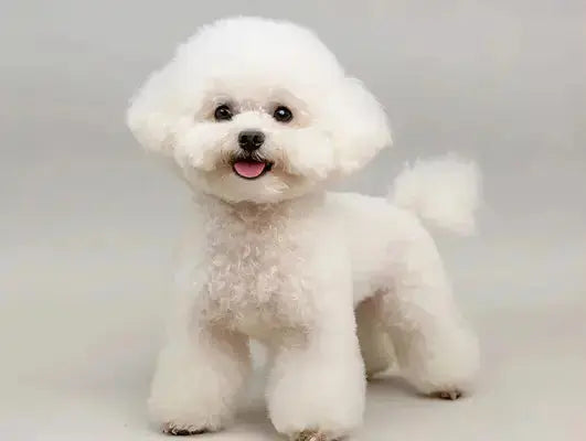 Bichon frisé : le chien joyeux, affectueux et parfait pour la vie de famille - PapattesBox