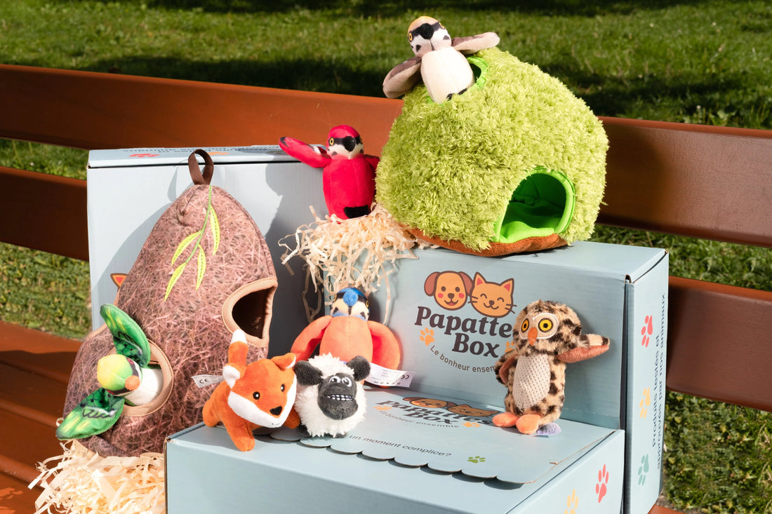 Est-ce que les chiens aiment les nouveaux jouets ? - PapattesBox – Chien & Chat