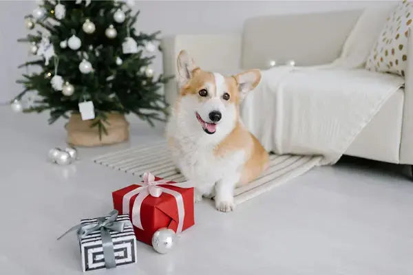 Cadeau-original-pour-chien-guide-spécial-Noël-2025-à-ne-pas-manquer PapattesBox – Chien & Chat