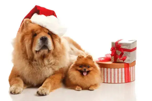 Cadeau chien : des idées originales pour faire vraiment plaisir à votre compagnon - PapattesBox