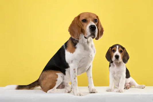Chien beagles : caractère, besoins et conseils pour bien vivre avec ce compagnon joyeux - PapattesBox