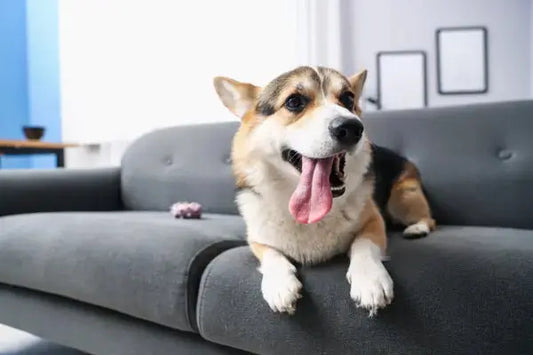 Chien en appartement : quels jouets adaptés pour son bien-être ?