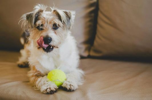 Mon chien aboie tout le temps : comment réagir sans crier ni punir ? - PapattesBox – Chien & Chat