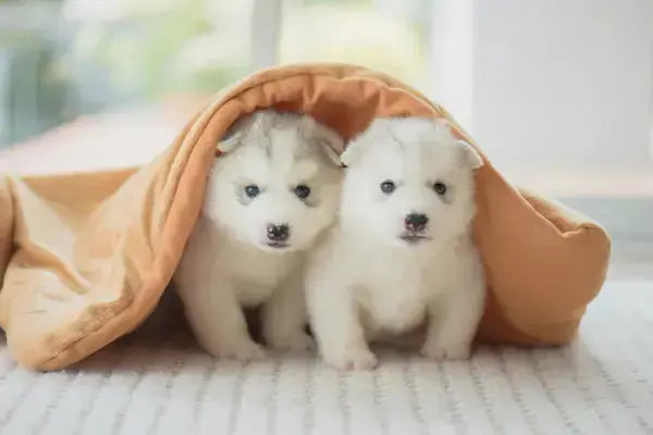 Année 2026 lettre chien "B" : prénoms officiels et idées originales - PapattesBox