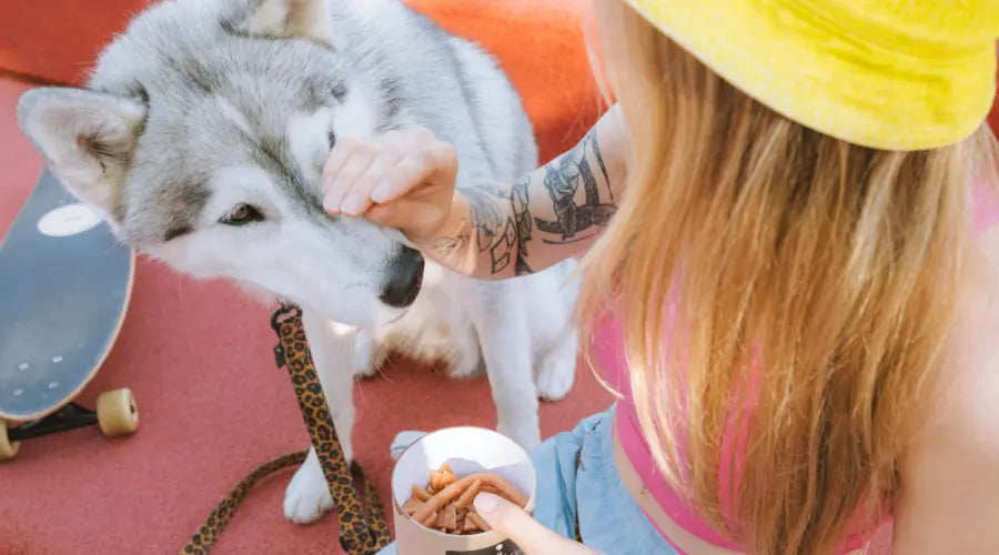 Friandises-naturelles-maison-4-recettes-faciles-à-faire-soi-même PapattesBox – Chien & Chat