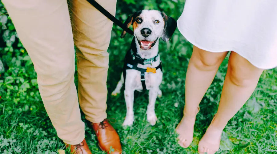 Chien joyeux assis entre deux membres de sa famille, un homme et une femme, debout sur l’herbe, symbolisant le lien familial avec leur animal de compagnie.