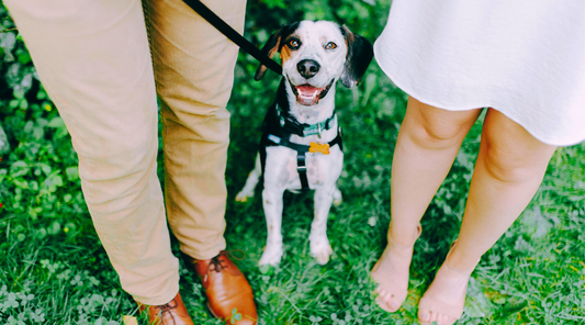 Chien joyeux assis entre deux membres de sa famille, un homme et une femme, debout sur l’herbe, symbolisant le lien familial avec leur animal de compagnie.