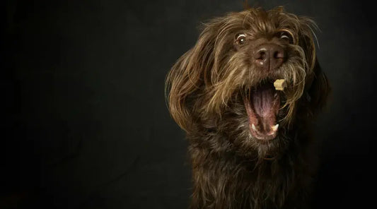 Friandise-chien-comment-bien-choisir-pour-faire-plaisir-sans-risque PapattesBox