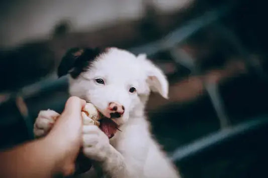 Jeux de chien : pourquoi sont-ils indispensables au bien-être de votre compagnon ? - PapattesBox