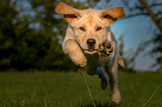 Jeux Olympiques Canins : Votre chien est fait pour quel sport ?
