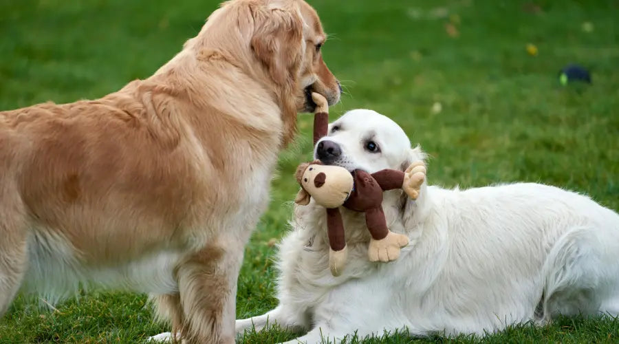 Peluche-pour-chien-le-jouet-indispensable-pour-le-bien-être-de-votre-compagnon PapattesBox – Chien & Chat