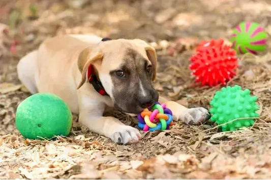Jouet interactif chien : pourquoi est-il indispensable pour le bien-être de votre compagnon ? - PapattesBox