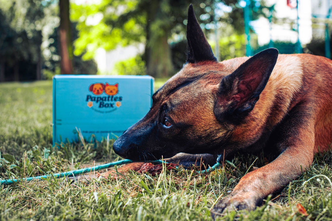 Chien Malinois Léo couché sur l’herbe avec une PapattesBox, box surprise pour chien avec jouets et friandises naturelles.