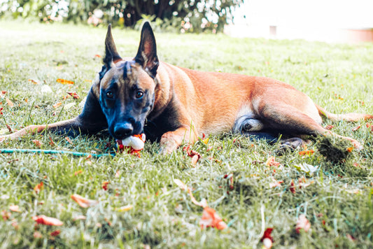 Chien Malinois Léo couché sur l’herbe en train de jouer avec un jouet à mâcher, jouet résistant pour chien de grande taille.