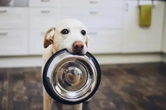 Quelle est la meilleure nourriture pour chien ? - PapattesBox