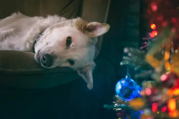 Comment profiter de Noël avec mon chien ?