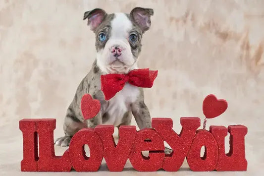 Saint-Valentin 2026 : l’amour se partage aussi avec votre chien - PapattesBox