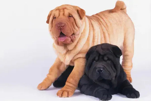 Shar Pei chien : caractère, entretien et conseils pour bien vivre avec ce chien unique - PapattesBox