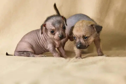Xoloitzcuintli : le chien ancestral du Mexique - PapattesBox