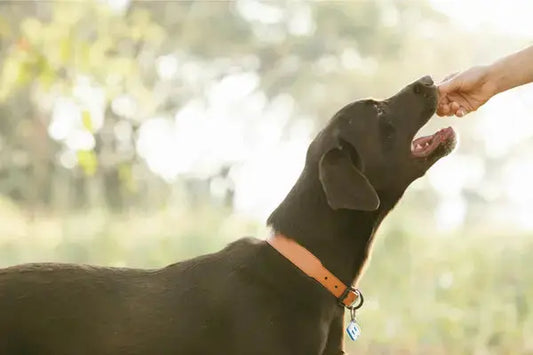 Quels-aliments-sont-toxiques-pour-les-chiens-La-liste-complète-à-connaître-absolument PapattesBox – Chien & Chat