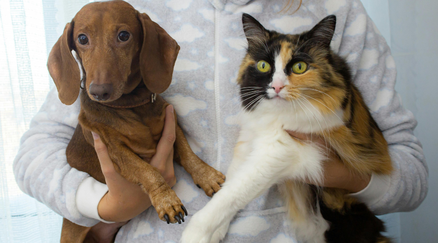 Personne tenant un petit chien teckel brun et un chat tricolore à poil long, tous deux regardant l'objectif