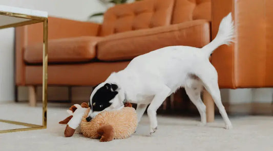 Jouet-chien-comment-choisir-le-meilleur-jouet-pour-votre-compagnon PapattesBox