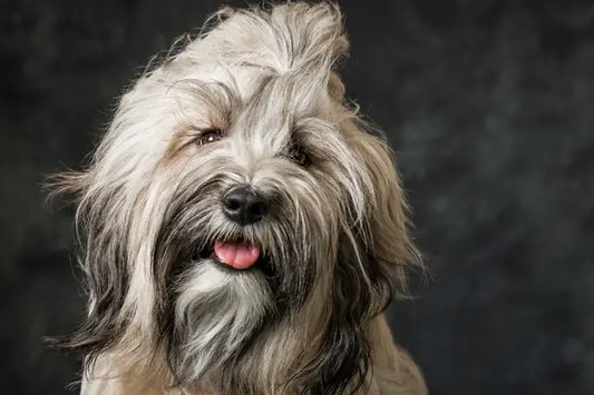 Terrier Tibet : caractère, entretien et conseils pour bien vivre avec ce chien - PapattesBox