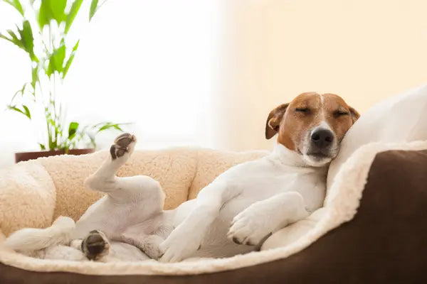 Chien en appartement : quels jouets adaptés pour son bien-être - PapattesBox