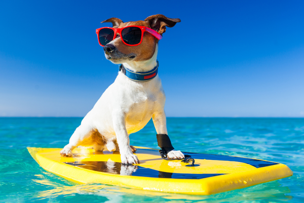 Jeux Olympiques Canins : Votre chien est fait pour quel sport - PapattesBox