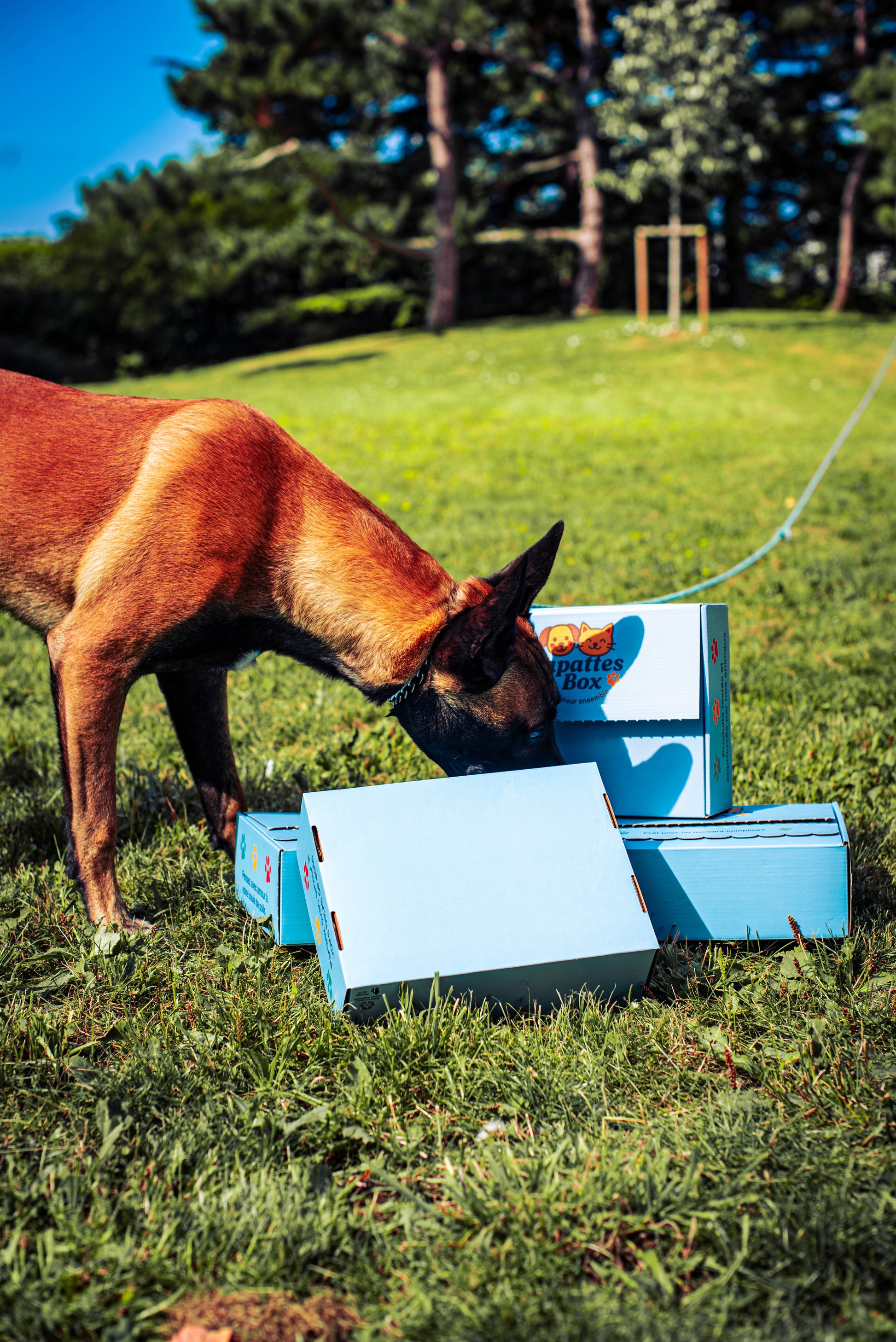 Chien Léo ouvrant une PapattesBox – box surprise pour chien avec jouets originaux et friandises naturelles