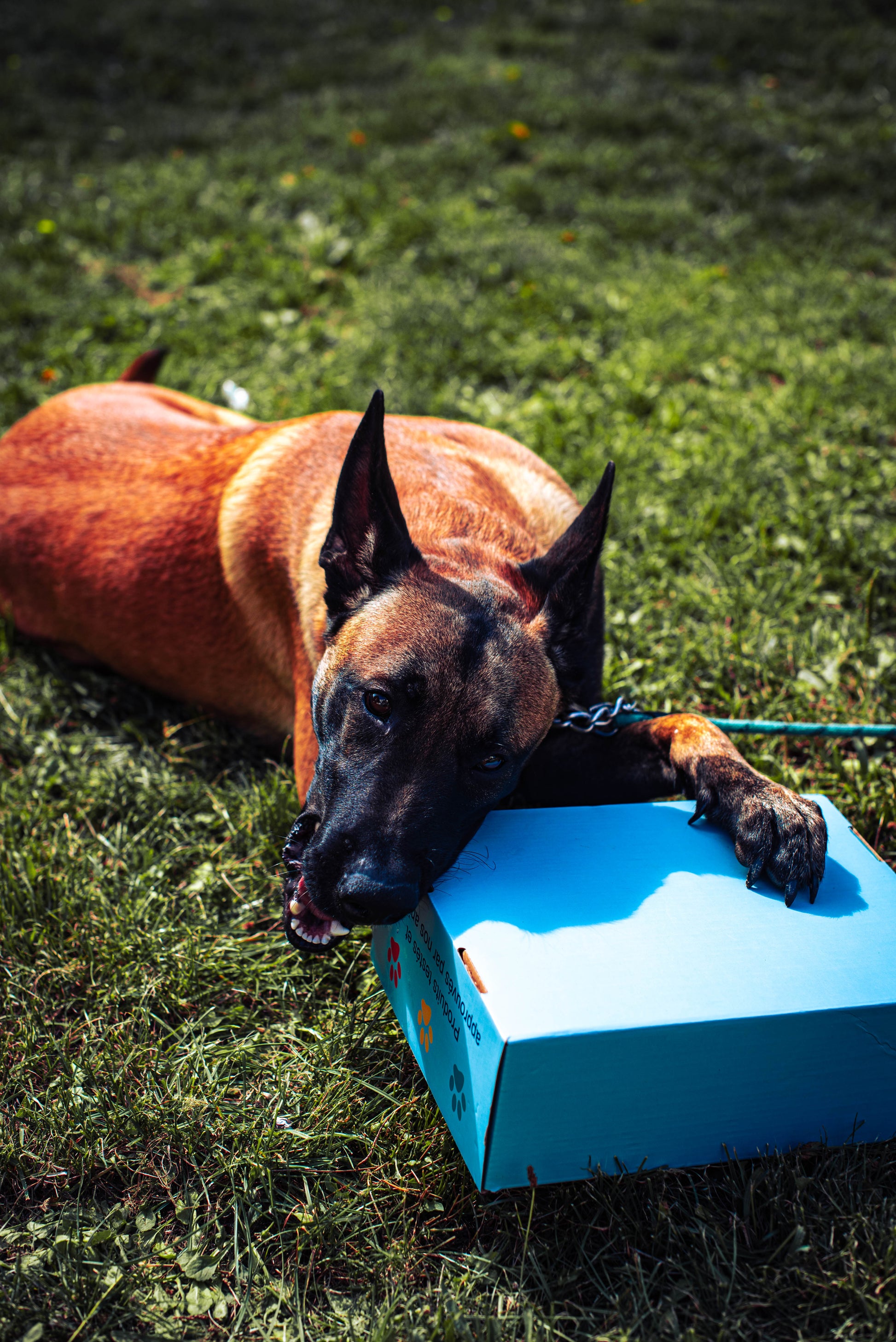 Chien Léo jouant avec une PapattesBox – box surprise chien avec jouets originaux et friandises naturelles