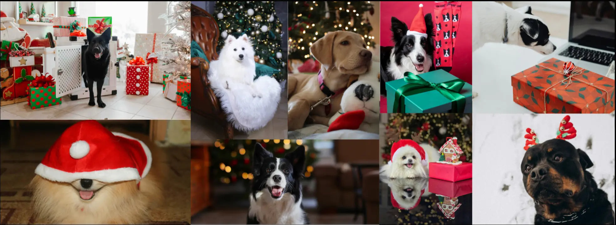 Collage de chiens célébrant Noël : plusieurs chiens posent parmi des sapins décorés, des cadeaux et des accessoires festifs, dont un chien noir, un chien blanc duveteux, un chiot beige, un border collie, un spitz et un rottweiler avec serre-têtes de Noël. Ambiance chaleureuse et festive.