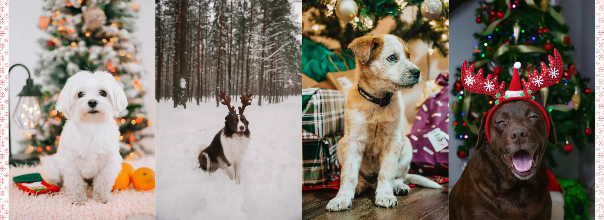 Quatre chiens dans une ambiance de Noël : un petit chien blanc assis sur un plaid devant un sapin décoré, un chien noir et blanc portant un serre-tête de rennes dans une forêt enneigée, un chiot assis à côté de cadeaux emballés sous un sapin, et un chien marron portant un serre-tête rouge festif en forme de rennes devant un sapin de Noël. Scène chaleureuse et festive avec des chiens célébrant Noël.