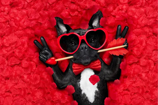 Saint-Valentin 2026 : l’amour se partage aussi avec votre chien - PapattesBox